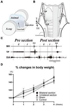 A dysphagia model with denervation of the pharyngeal constrictor muscles in guinea pigs: functional evaluation of swallowing